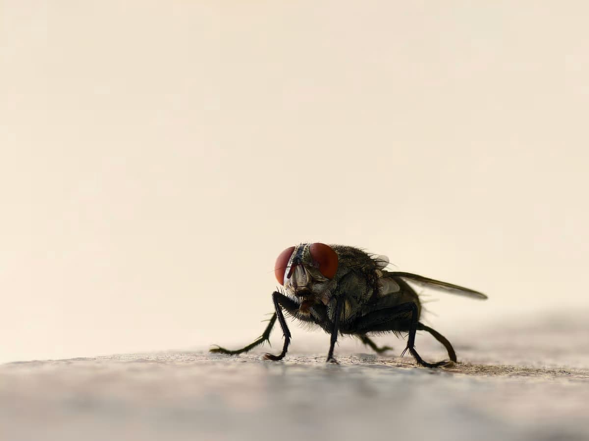 Close-up of a fly resting on a concrete surface
