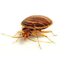 Accurate Pest Solutions logo
