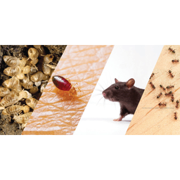 Anti-Pest & Veitch logo