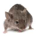 Contail Pest Control logo