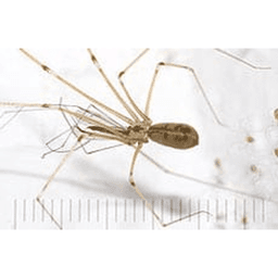 D.o.a. Pest Solutions logo