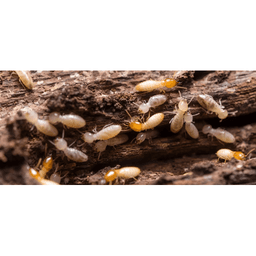 Deadline Termite & Pest Control logo