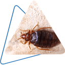 Doffdon Pest Control logo