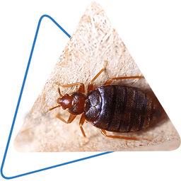Doffdon Pest Control logo