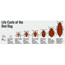 DSI Termite & Pest Control Company logo