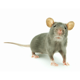 Killer Pest Control logo