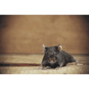 Mice MOB Exterminators . logo