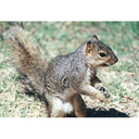 Midwest Animal AND Pest Control logo