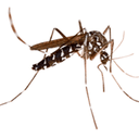 MOSQUITO MITCH logo