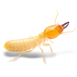 Palmetto Exterminators logo
