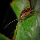 Pestarmor Termite & Pest Services logo