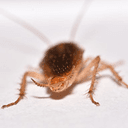 Reilly Pest Solutions logo