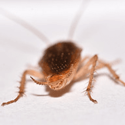 Reilly Pest Solutions logo