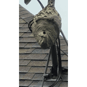 Smitty's Pest Control logo