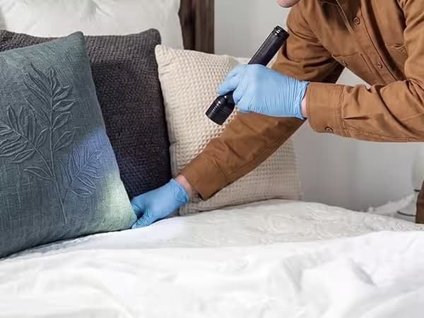 Bed Bug Treatment service photo