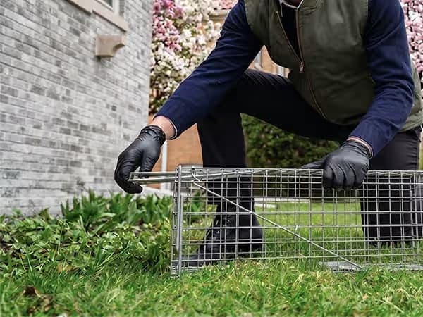 Wildlife Removal service photo